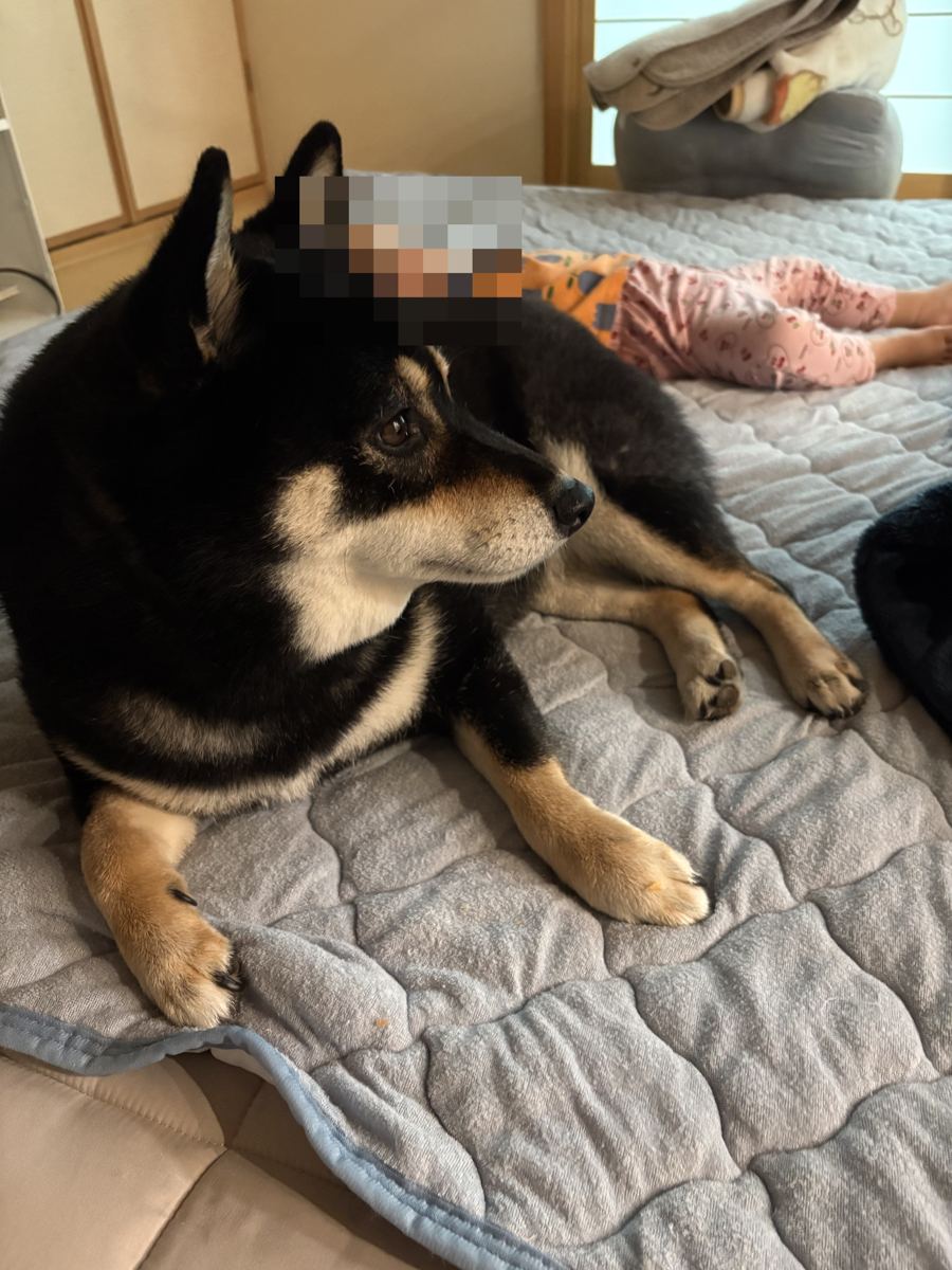 お昼寝中の下の子を見守る黒柴まめ（敷きパッドの上で）