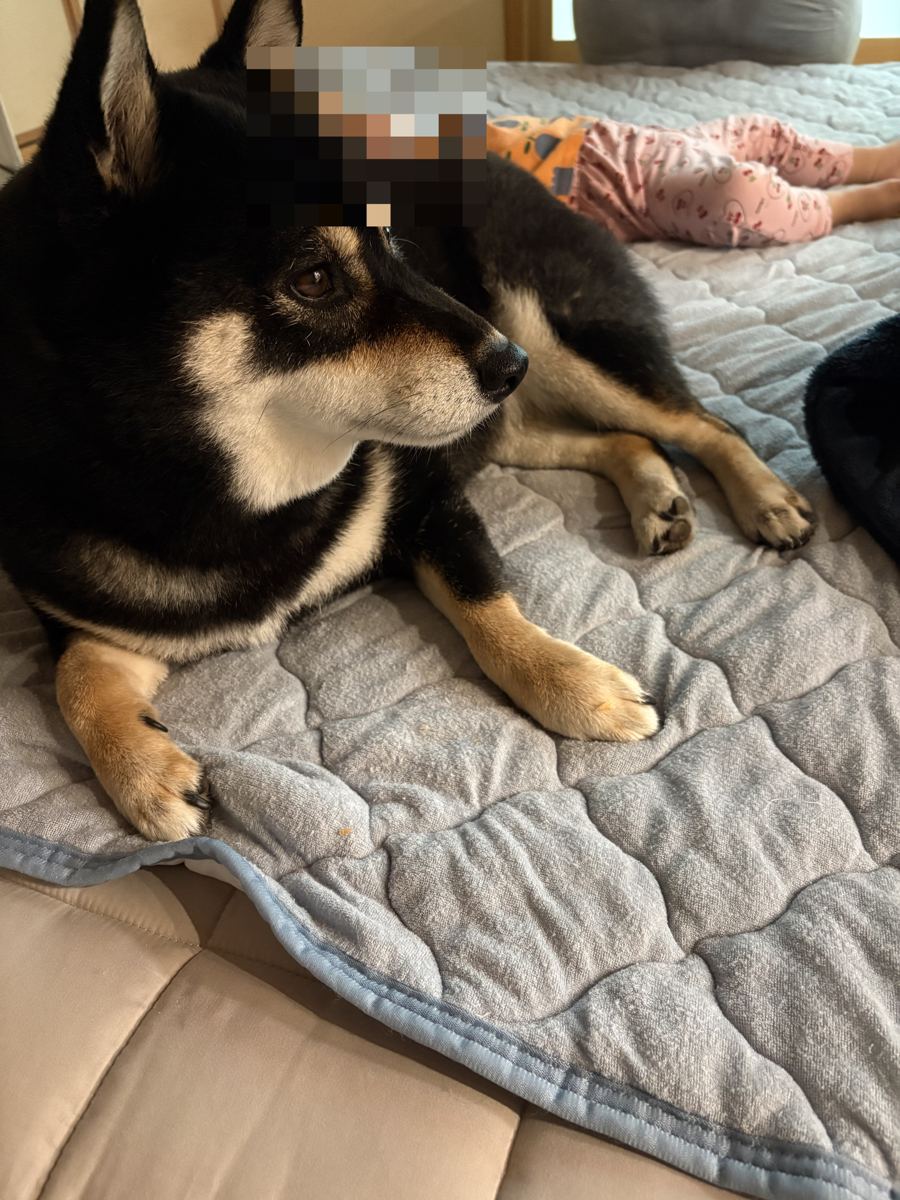 敷きパッドの上で子どもと一緒に過ごす黒柴まめ