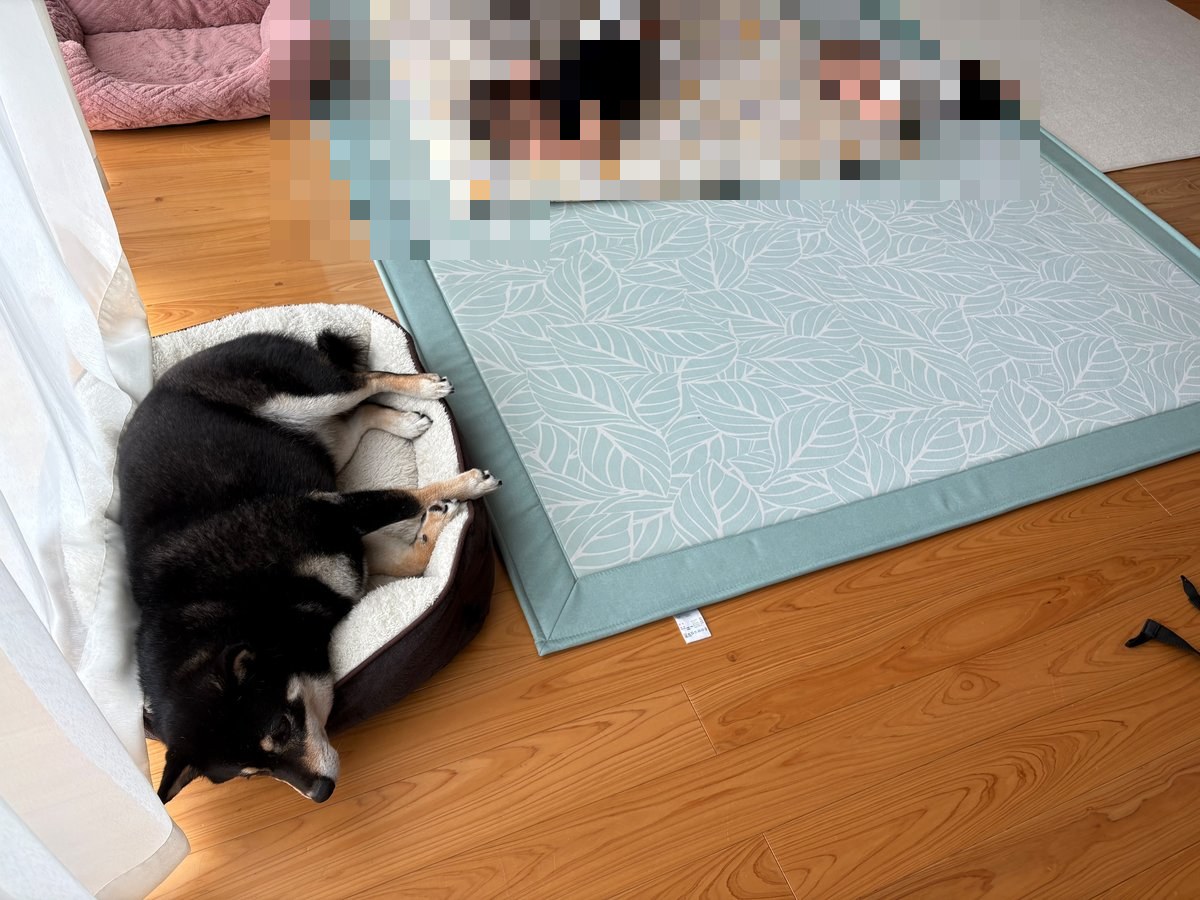 ペットベッドで丸くなる黒柴まめと、となりで寝転ぶ子どもたち