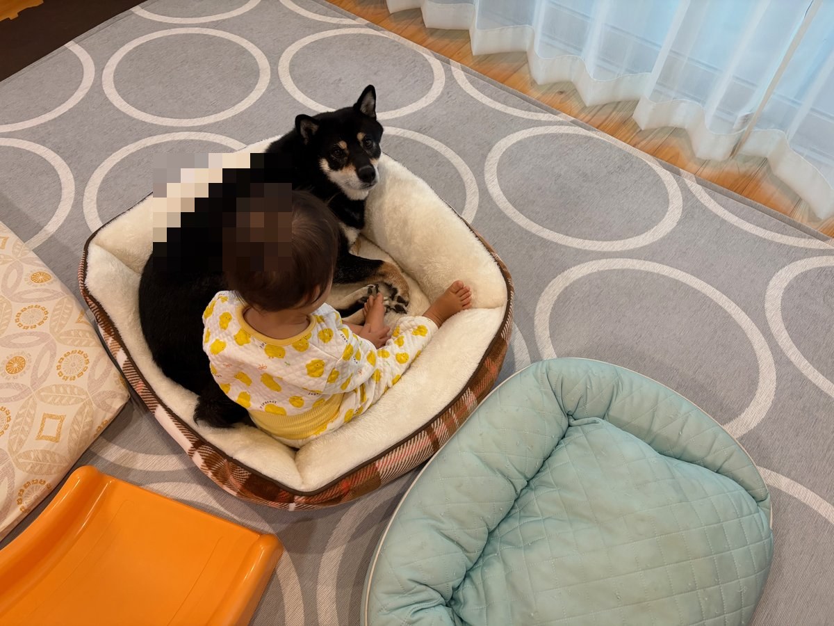 まめのベッドに入ってしまった赤ちゃん／まめは見守るだけ