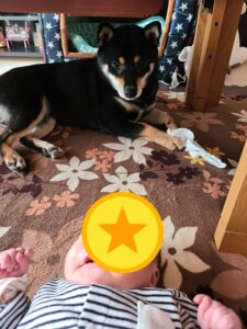 柴犬まめと赤ちゃんの初対面シーン