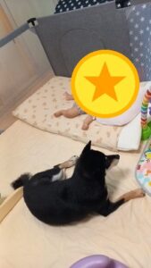 ベビーサークルの中でくつろぐ柴犬まめ