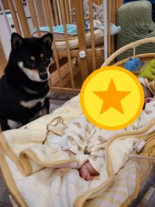 赤ちゃんを見守る柴犬まめ