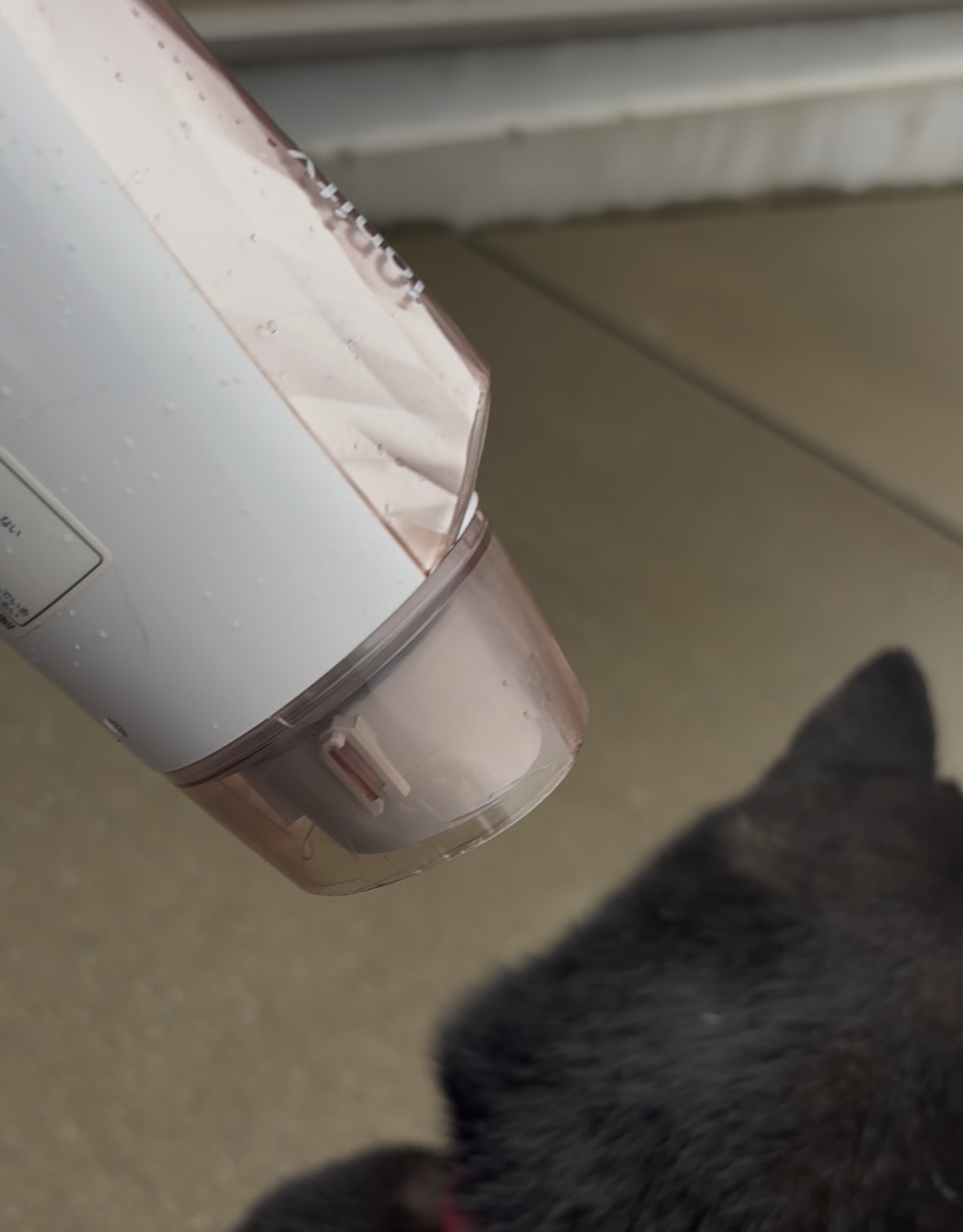 散歩後に人用ドライヤーで乾かされる黒柴まめ