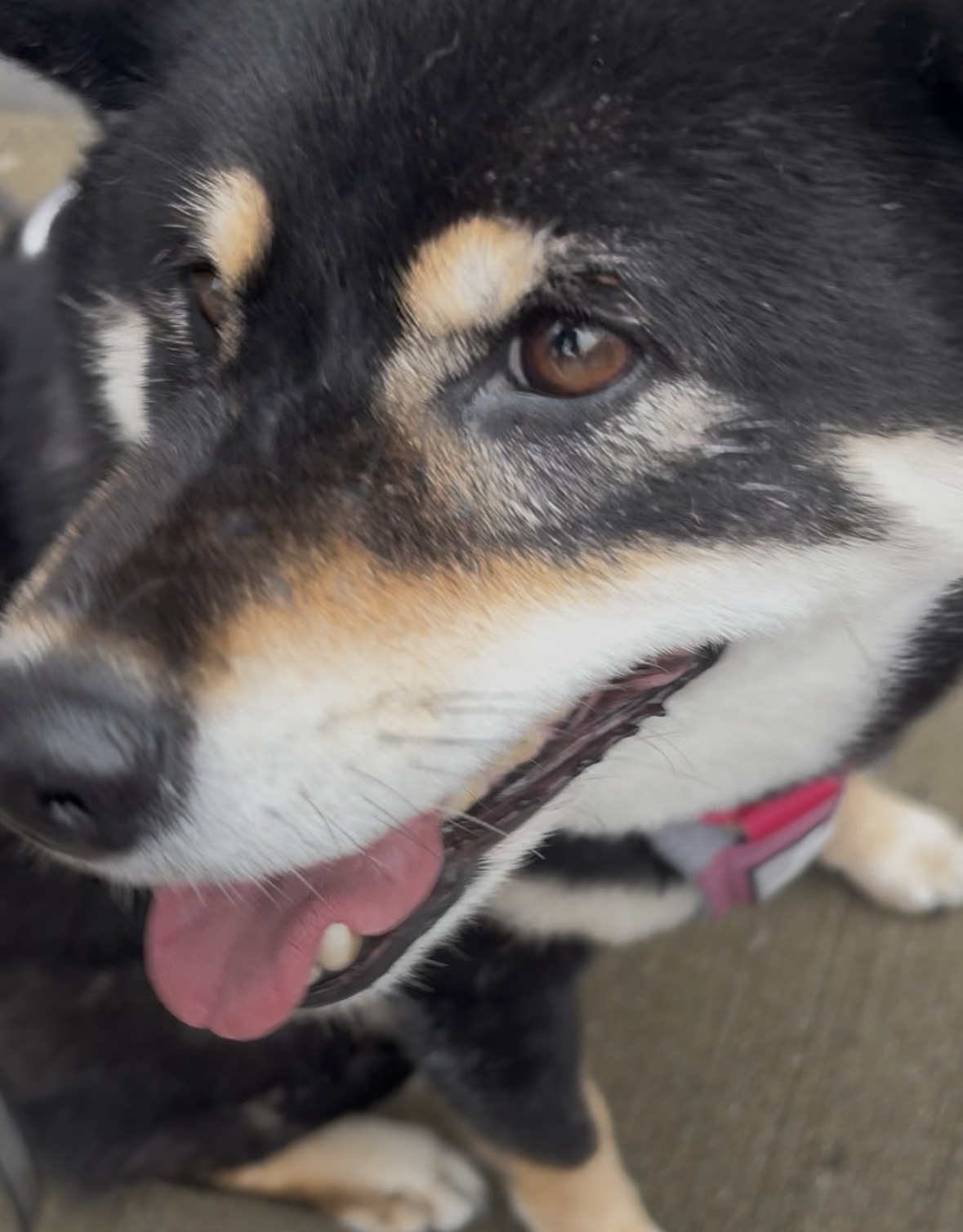 濡れて帰ってきても元気な黒柴まめのドアップ