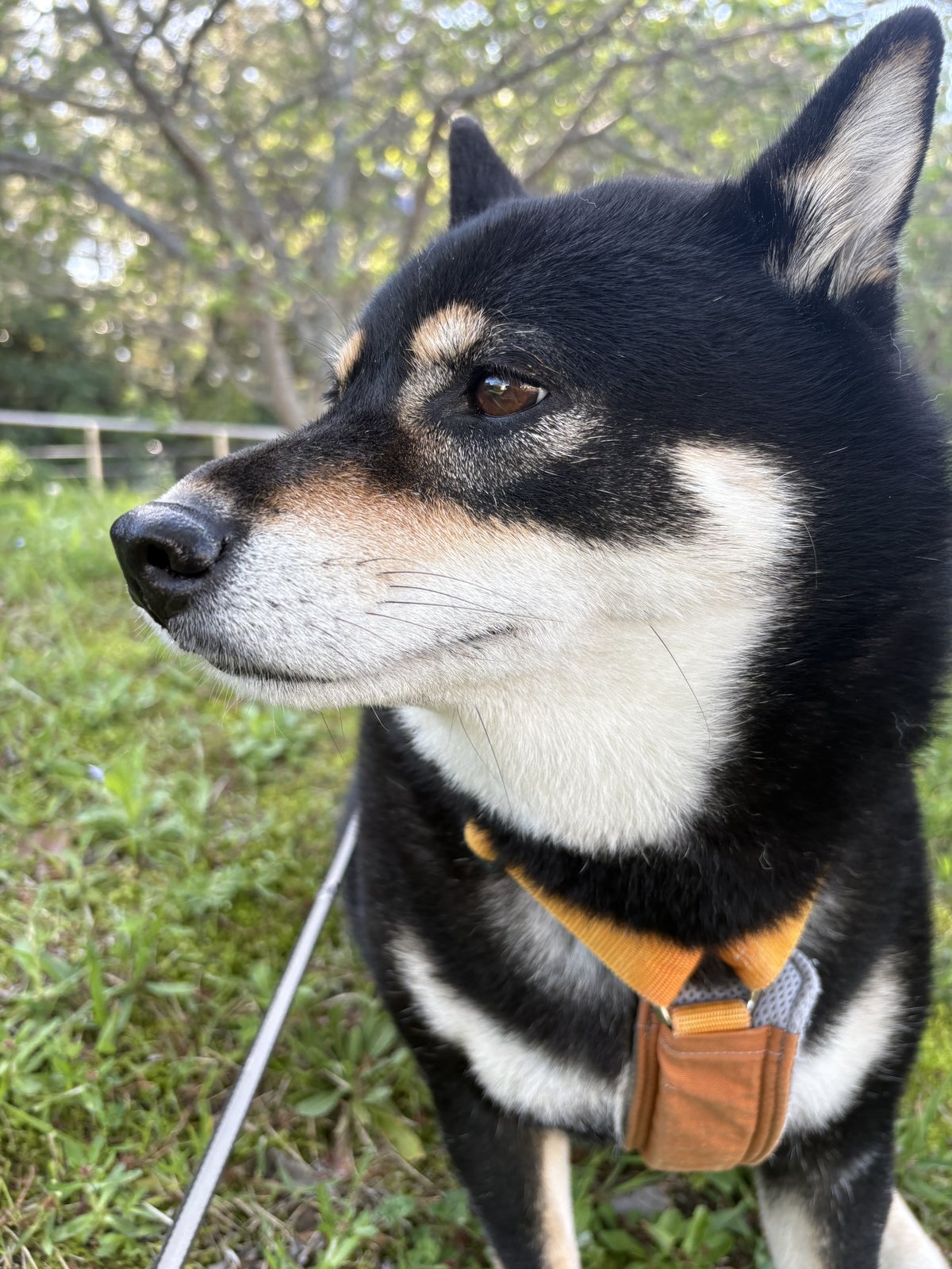 新緑のなかを散歩する黒柴まめ