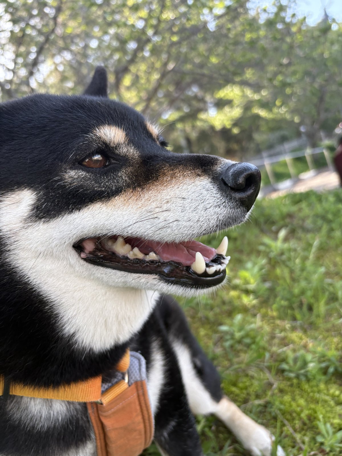 草むらで舌を出して休憩する黒柴まめ