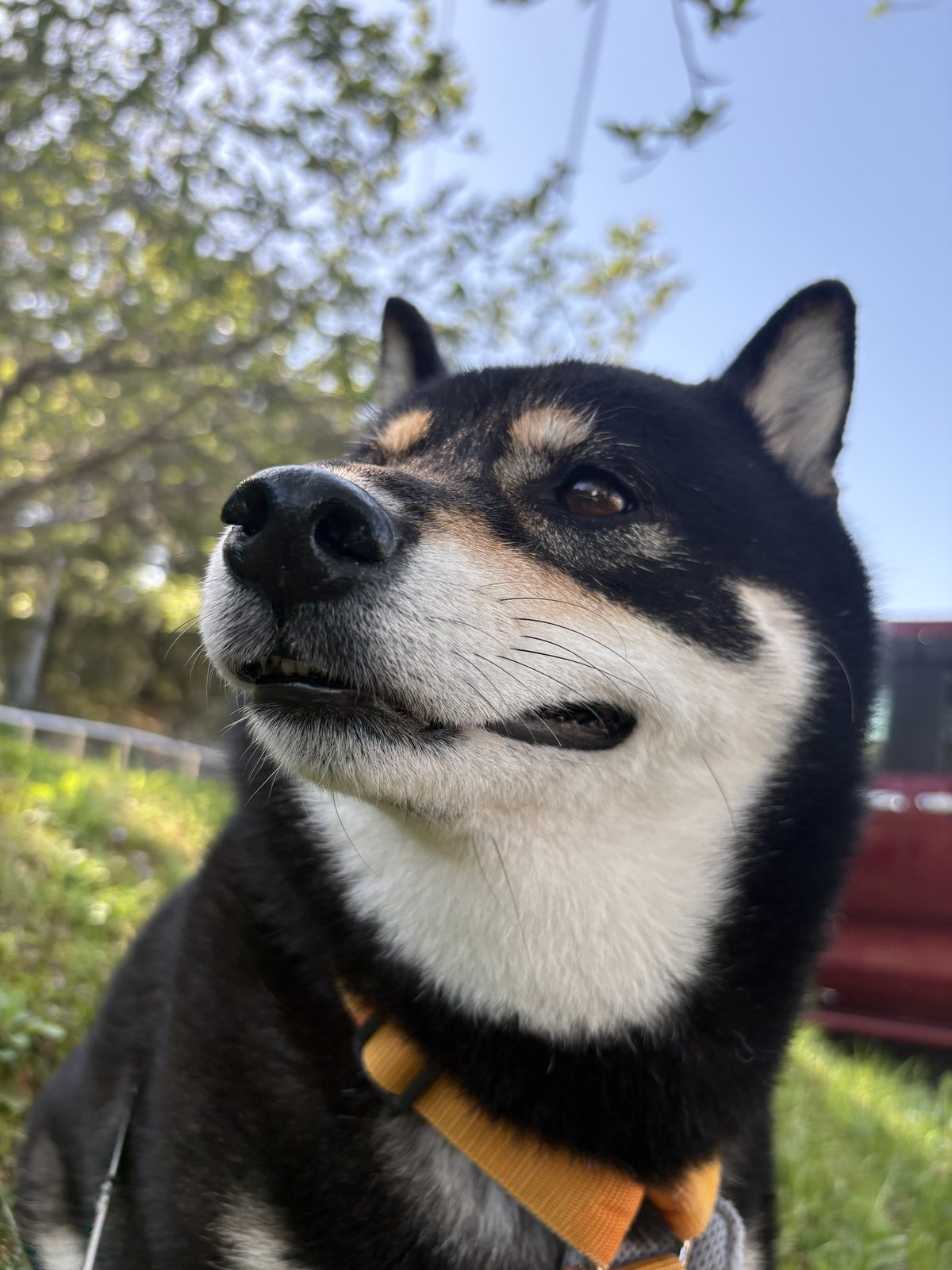 夕日の中で休憩する黒柴まめの横顔