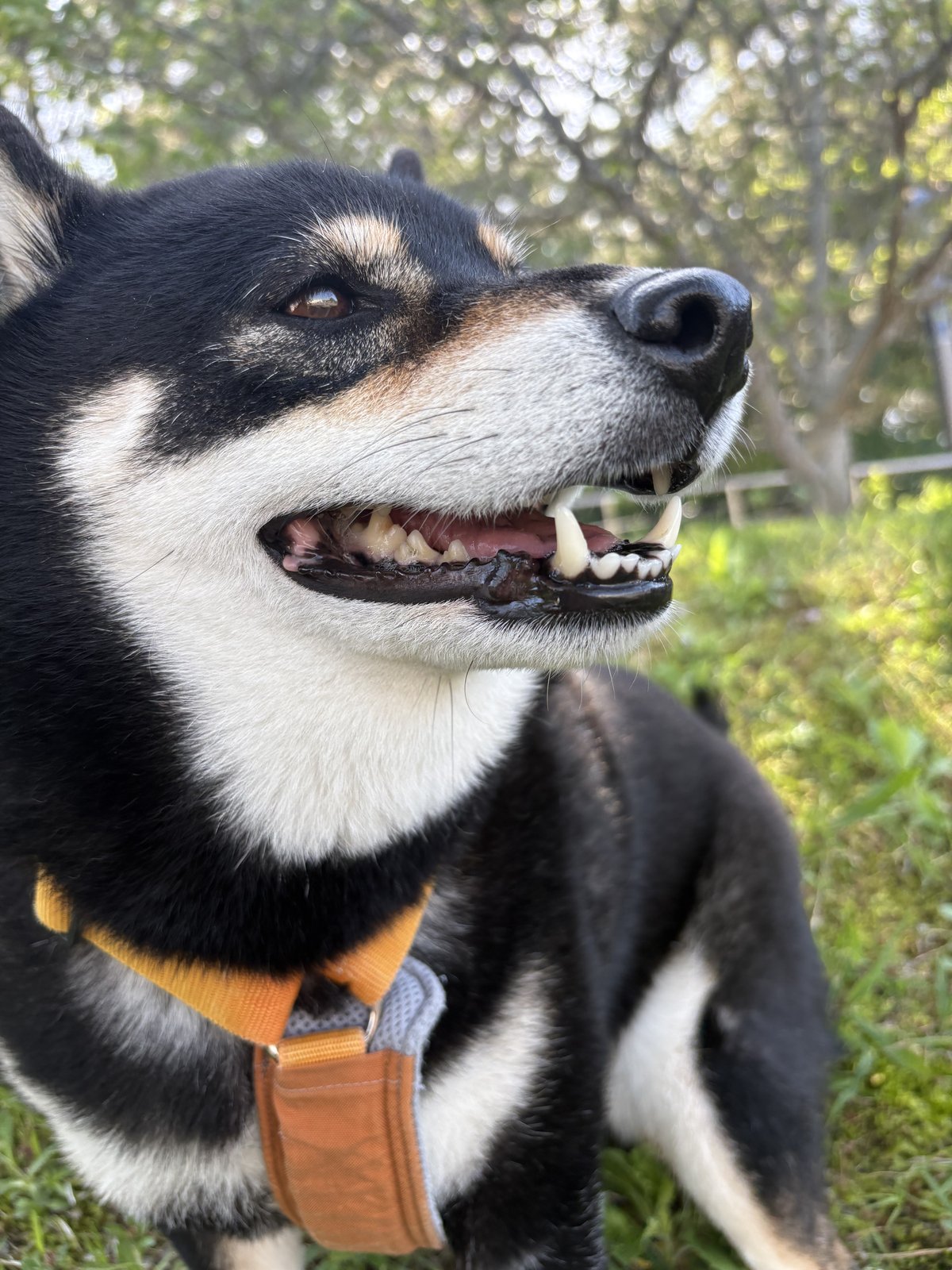 口を開けてハアハアする黒柴まめ