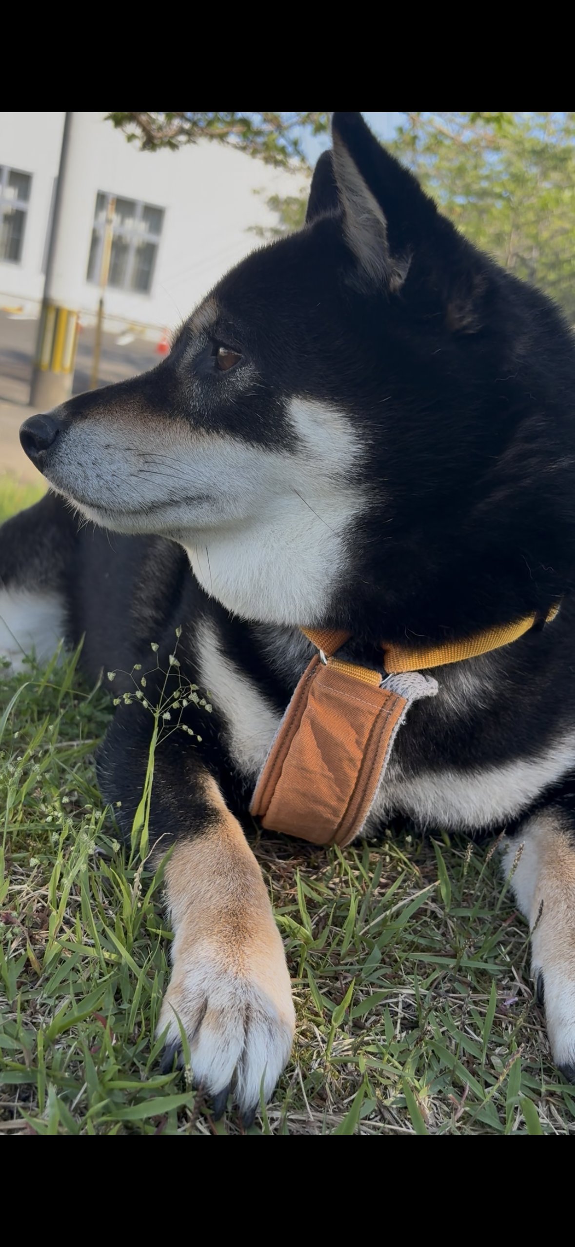 休憩して伏せている黒柴まめ