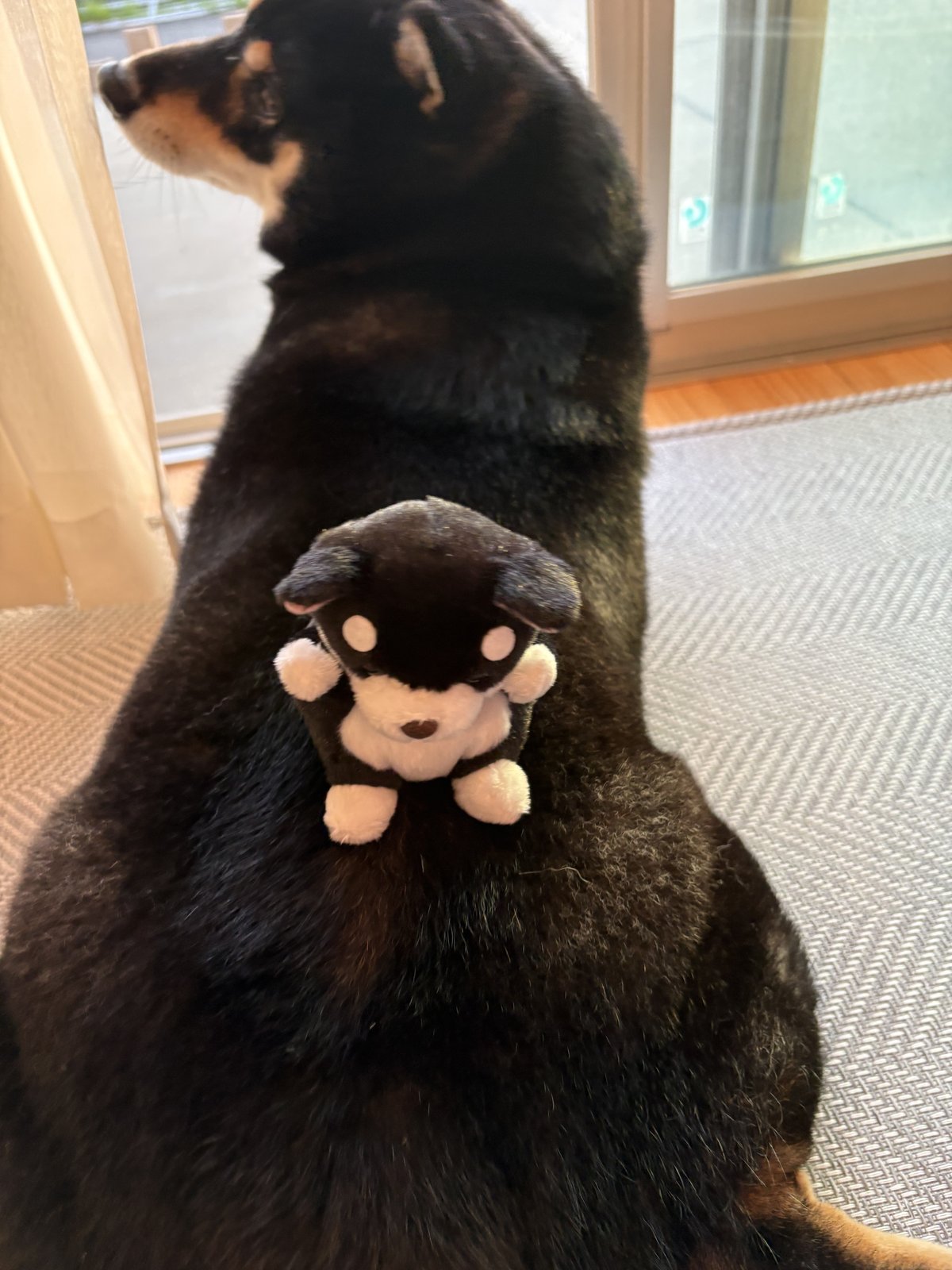 お土産のぬいぐるみに興味なさそうな黒柴まめ