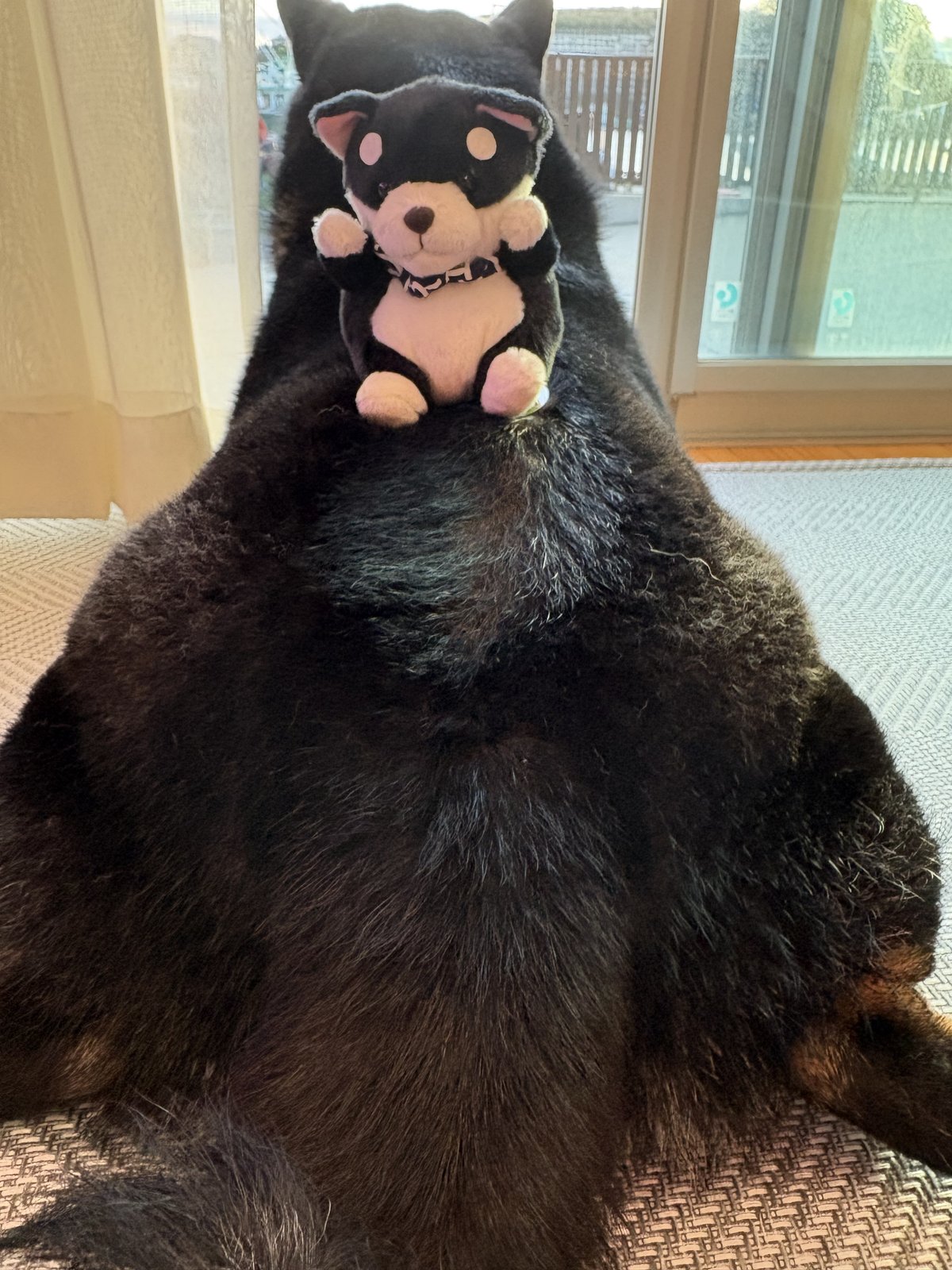 黒柴まめの背中に柴犬のぬいぐるみをのせた様子