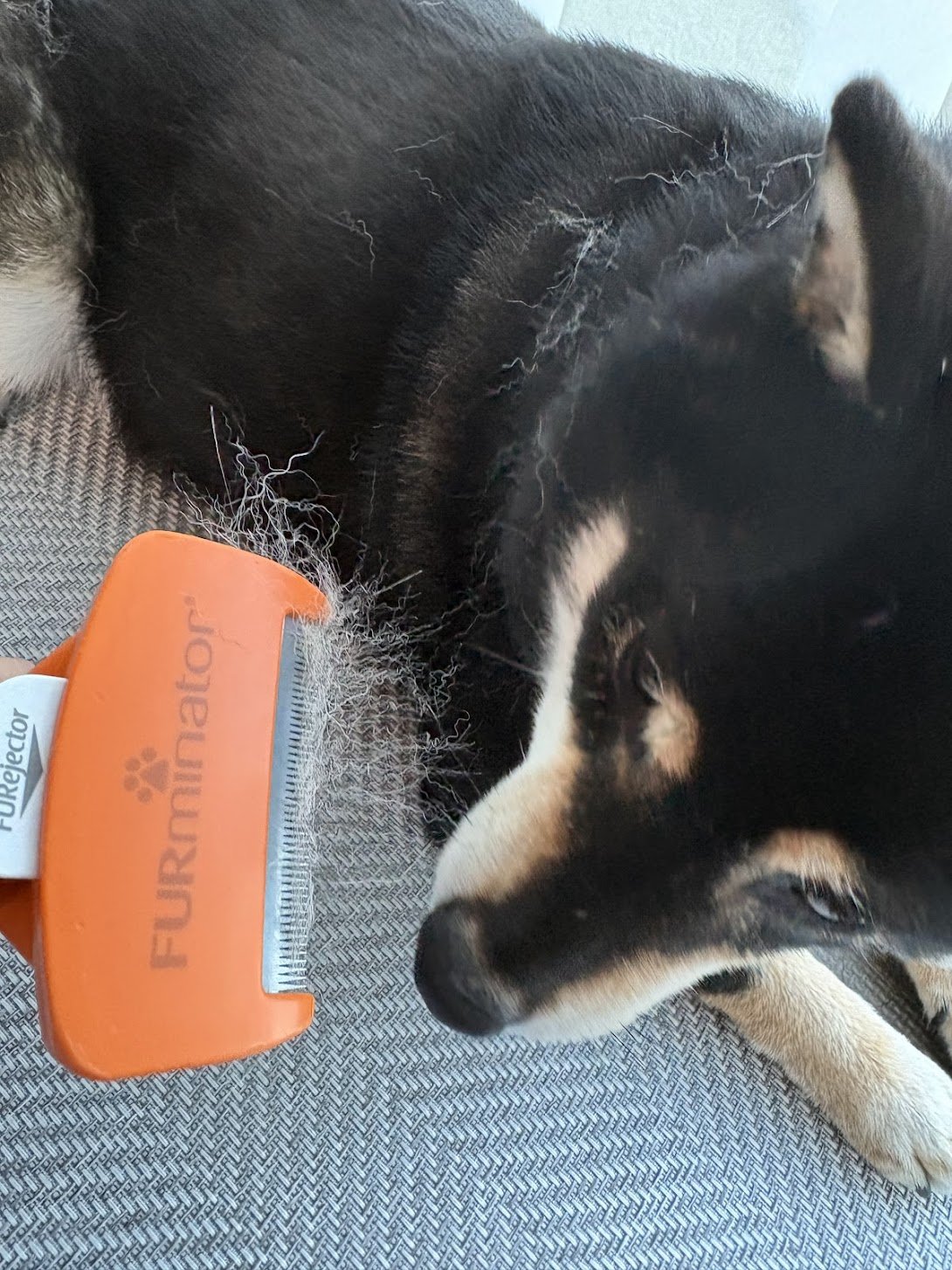 ファーミネーターで取れた黒柴まめの抜け毛