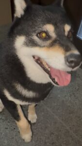 雷で怖がり前足を交差させて抱っこを要求する黒柴まめ