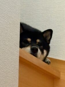 階段の角から顔だけ覗かせる黒柴まめ｜お出かけを察知した不貞腐れポーズ