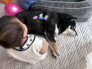 背中にシールを3枚貼られても怒らずくつろぐ黒柴まめと娘