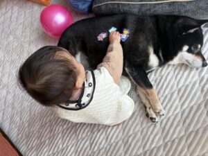 貼って剥がせるシールを黒柴まめの背中に貼って遊ぶ1歳児