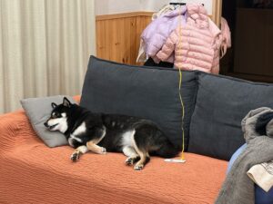 お気に入りのソファーカバーの上でくつろぐ黒柴まめ｜犬と暮らす家のソファー保護