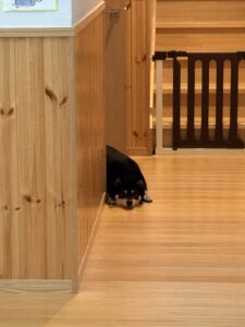 玄関近くの廊下で床にあごをつけて伏せる黒柴まめ｜留守番を悟った諦めモード