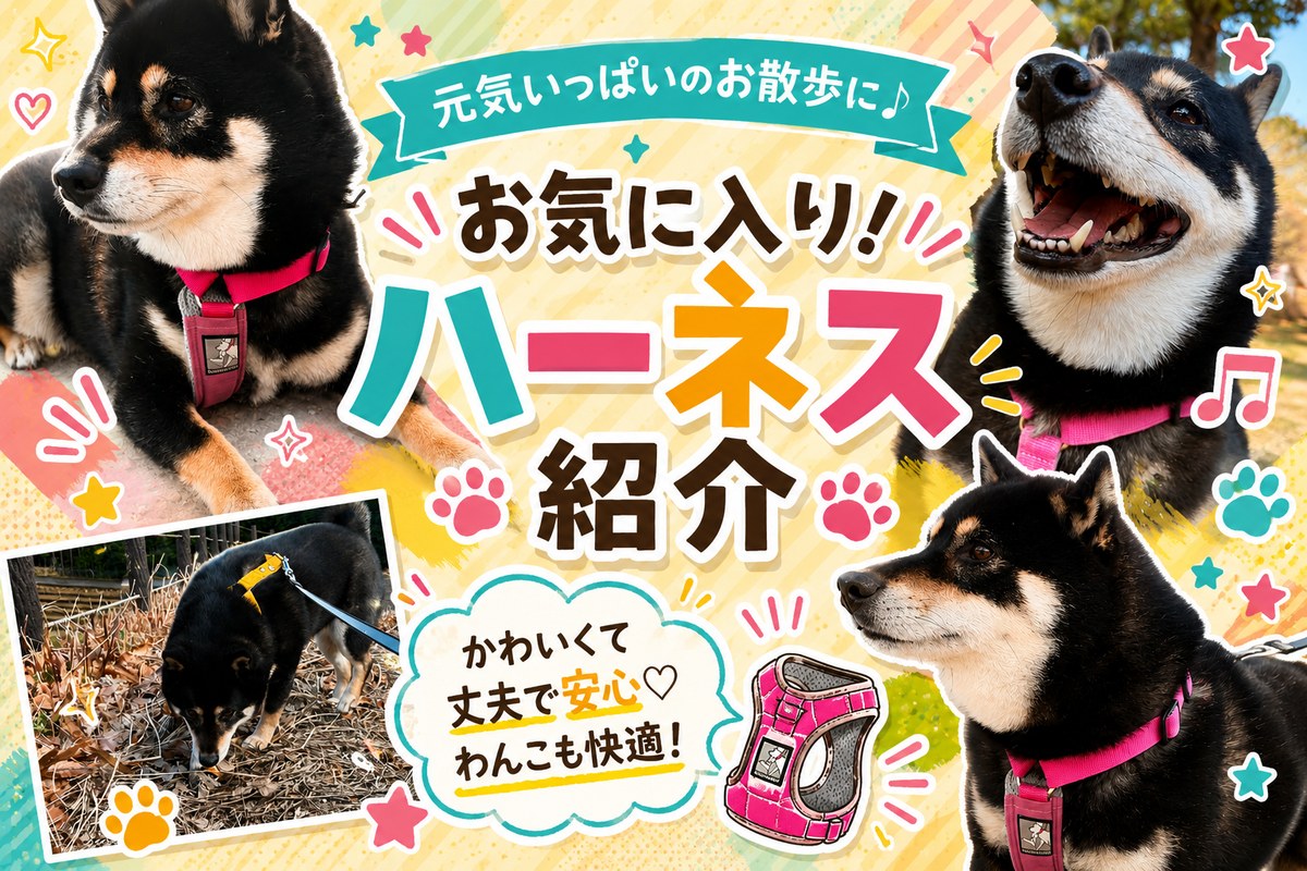 お気に入り！すず工房の抜けないハーネスを愛用する黒柴まめ