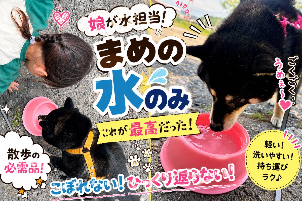 散歩中にピンクの水入れで水を飲む黒柴まめと娘