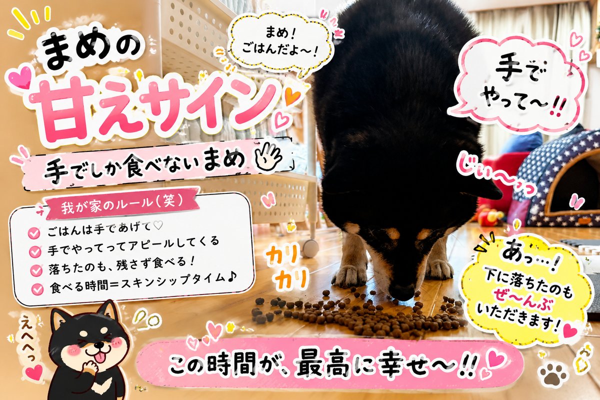 床に散らばったドッグフードを食べる黒柴まめと甘えサインのテキスト