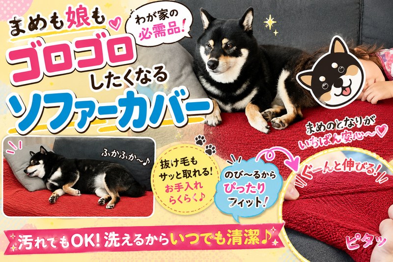サンロックのソファカバーマリオンの上でくつろぐ黒柴まめと娘