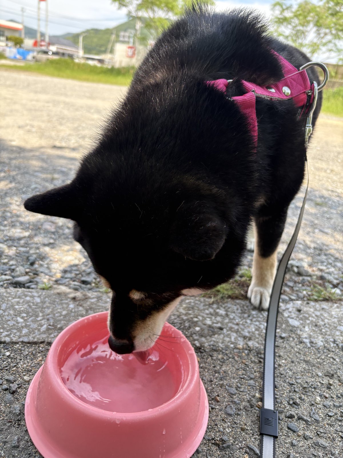 散歩後にピンクの水入れでゴクゴク水を飲む黒柴まめ