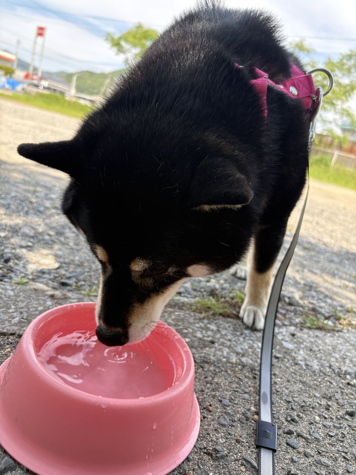 ピンクの水入れに鼻を入れて水を飲む黒柴まめ