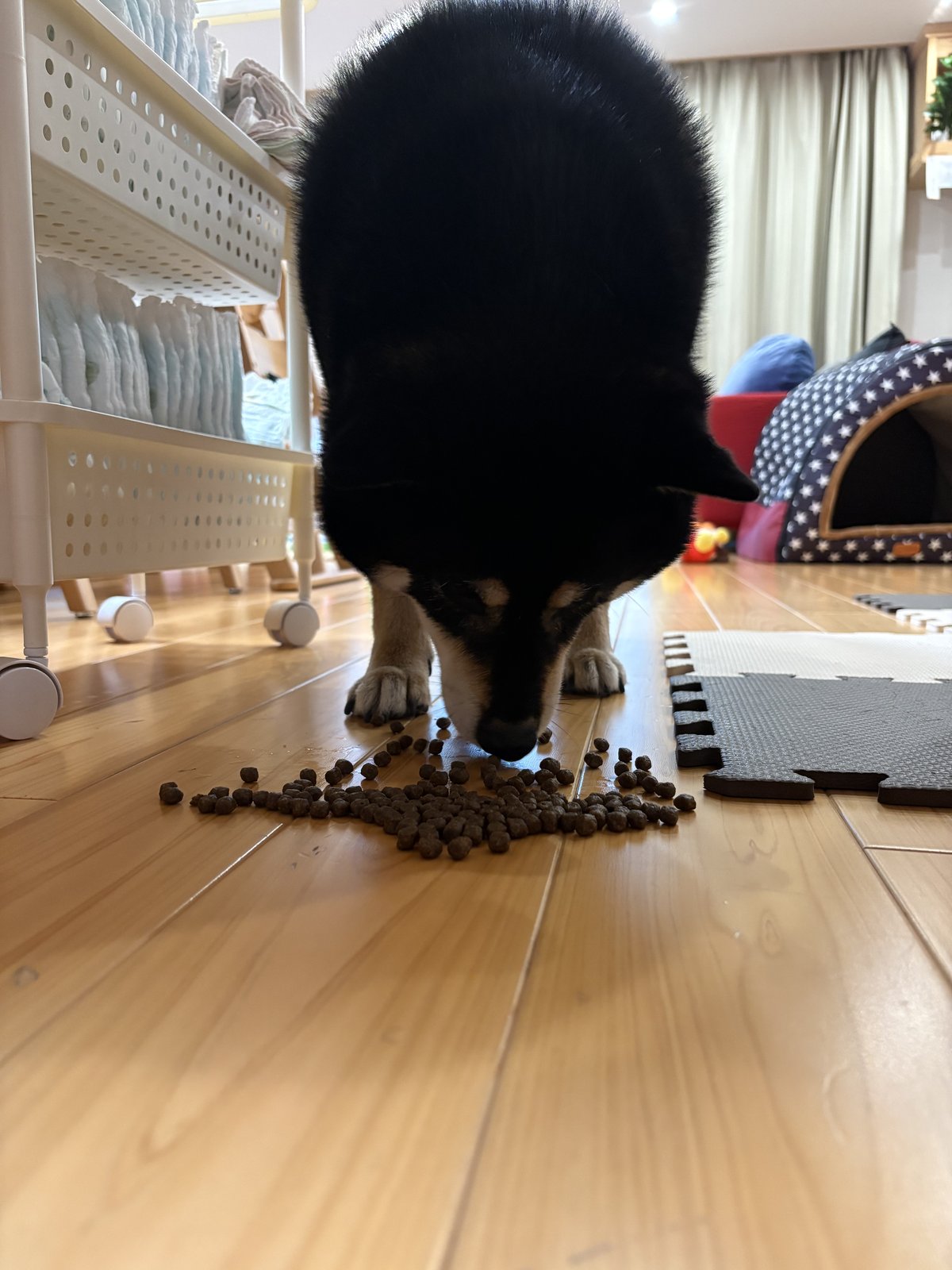 床に散らばったドッグフードを食べる黒柴まめ