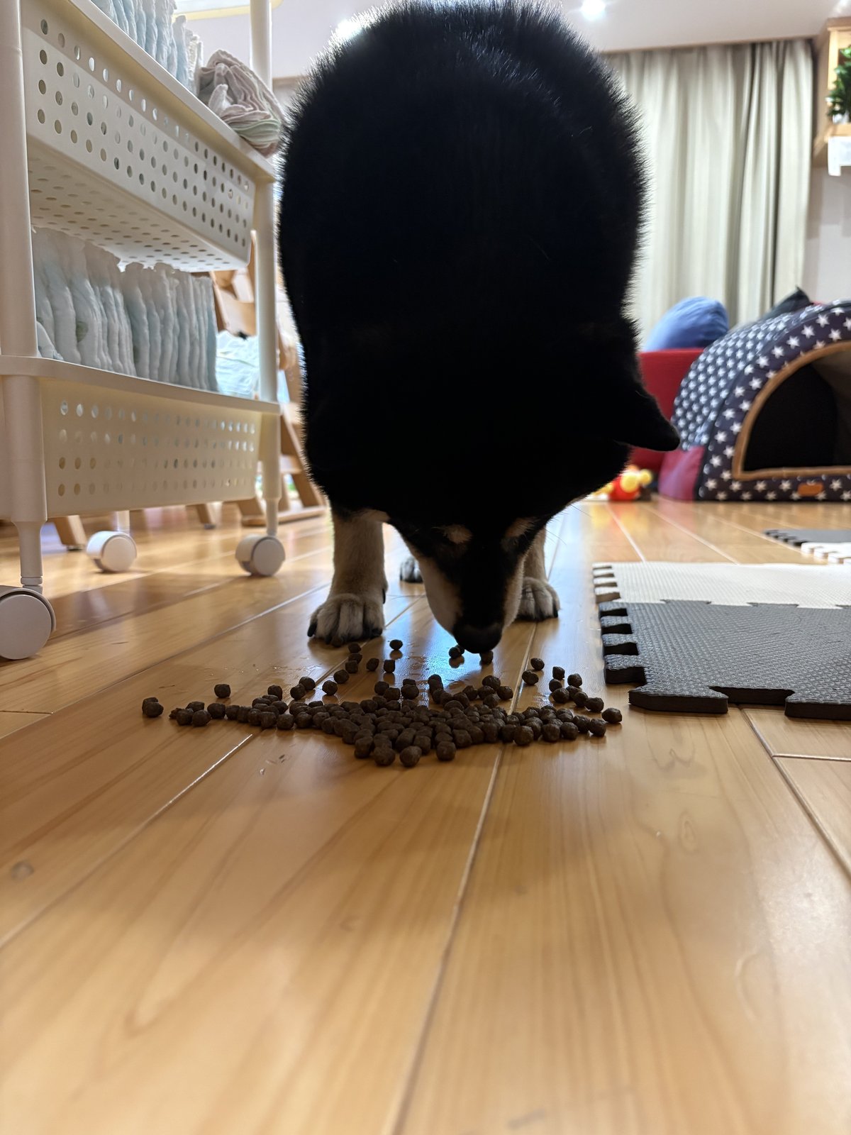 床のドッグフードを食べる黒柴まめのアップ