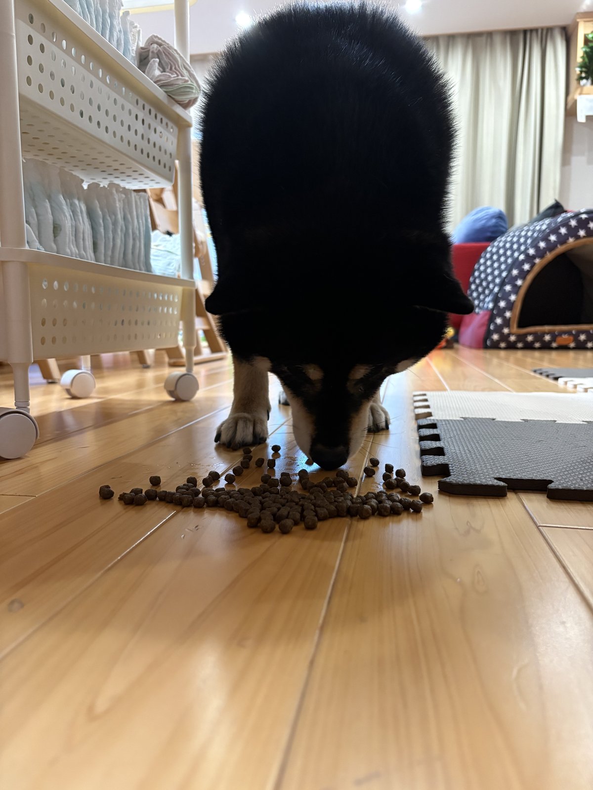 床のドッグフードを夢中で食べる黒柴まめ