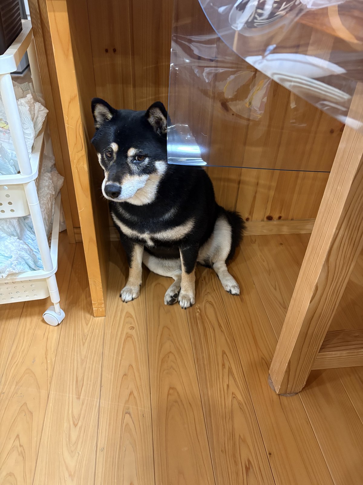 キッチン横でおすわりしてじっとこちらを見つめる黒柴まめ