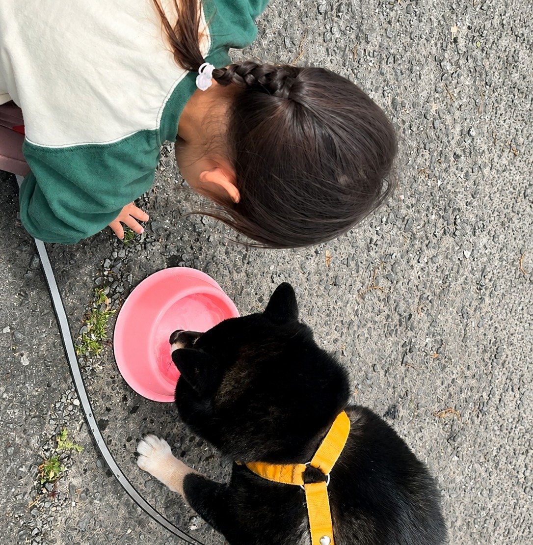 散歩中にピンクの水入れで水を飲む黒柴まめと隣に座る娘