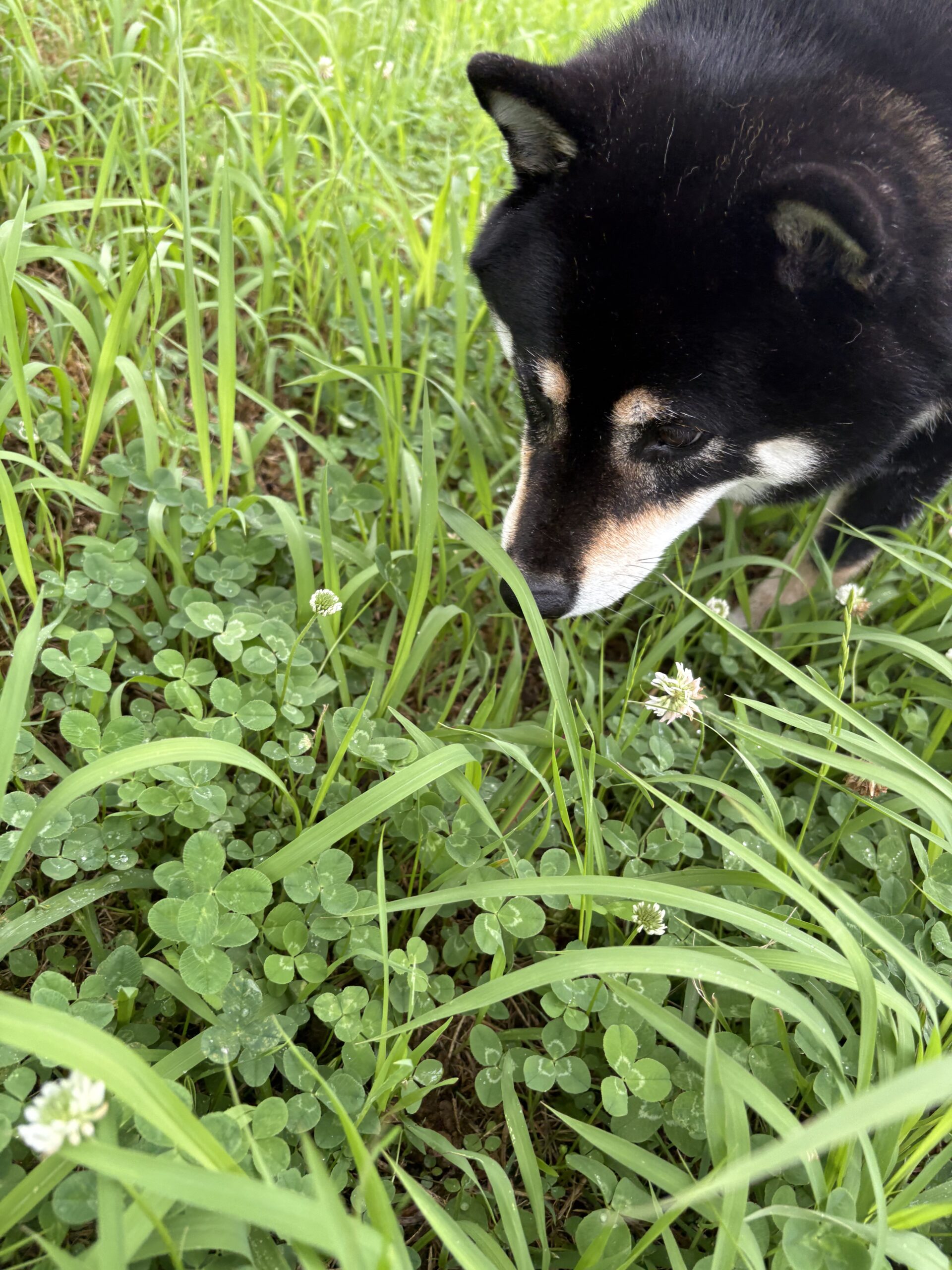 雨上がりのクローバーの草むらに顔を近づける黒柴まめ