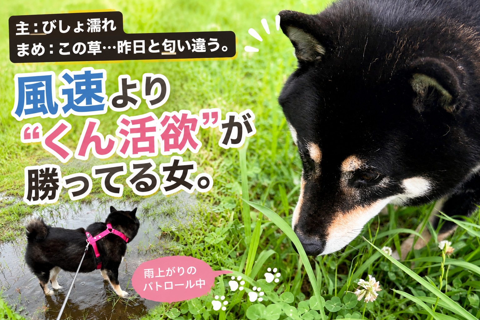 雨上がりに草むらでくん活する黒柴まめのアイキャッチ画像