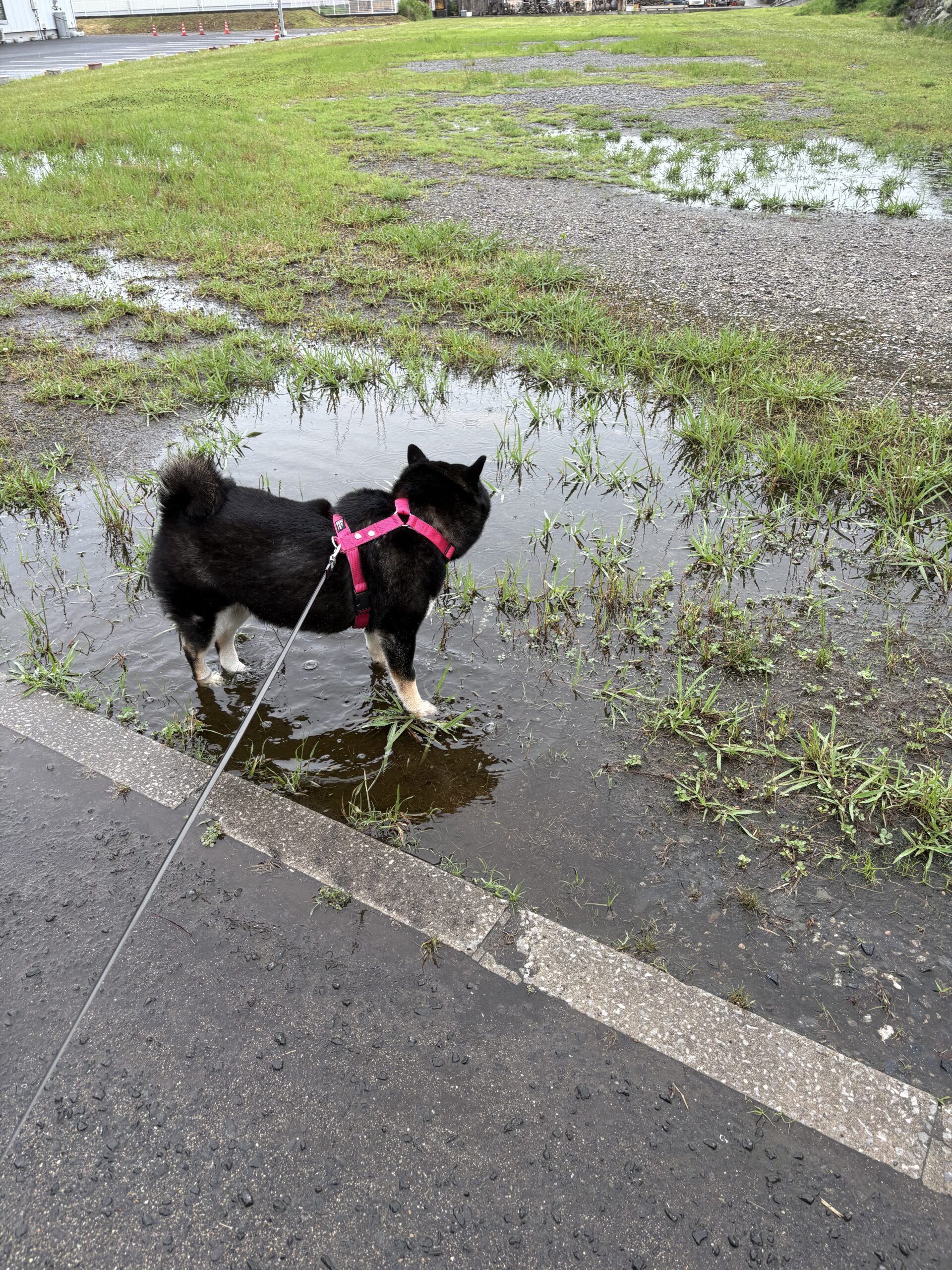 雨上がりの水たまりに立つ黒柴まめ|天然ドッグラン状態
