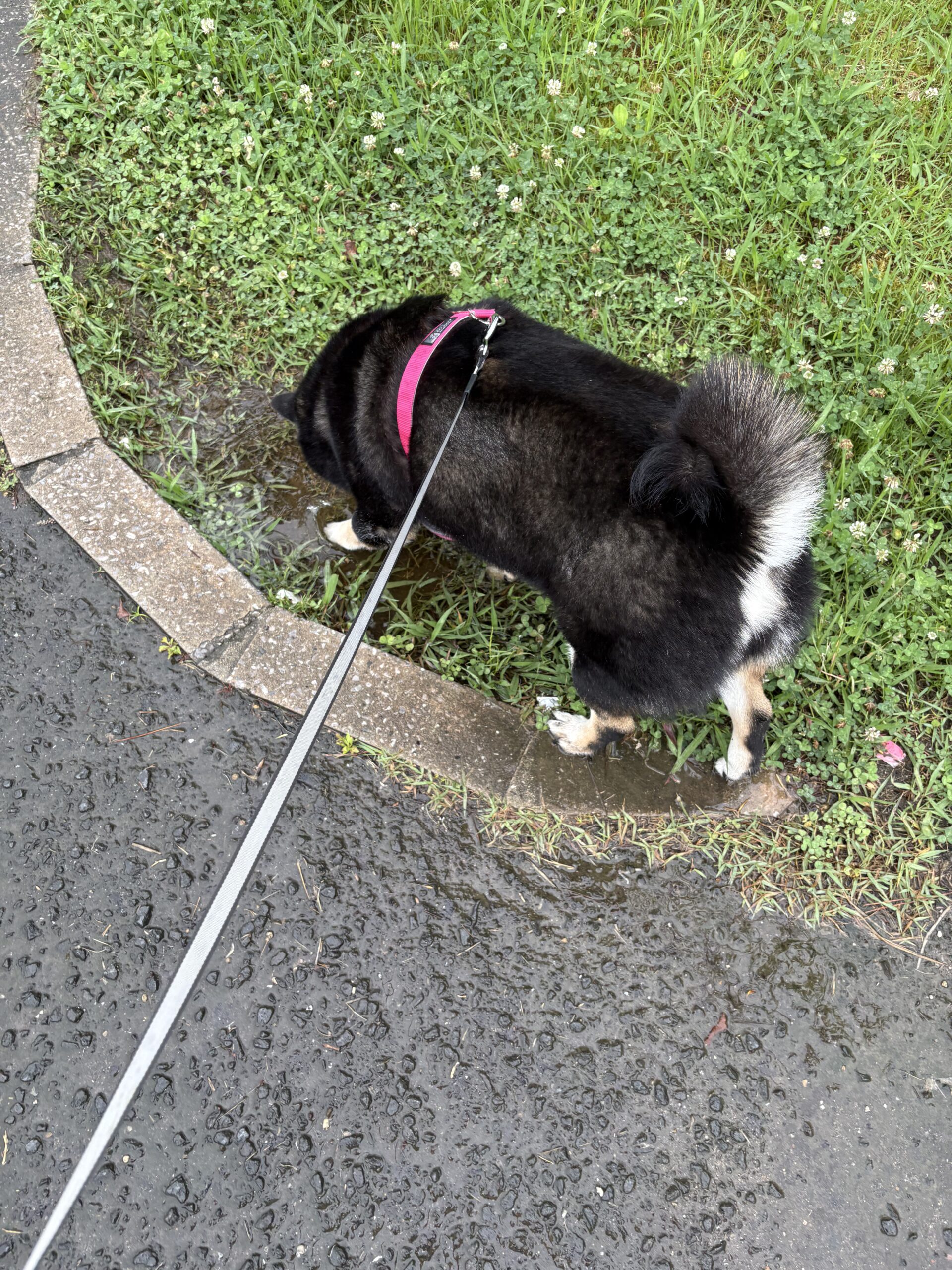 雨の日の散歩で草むらの匂いをチェックする黒柴まめ