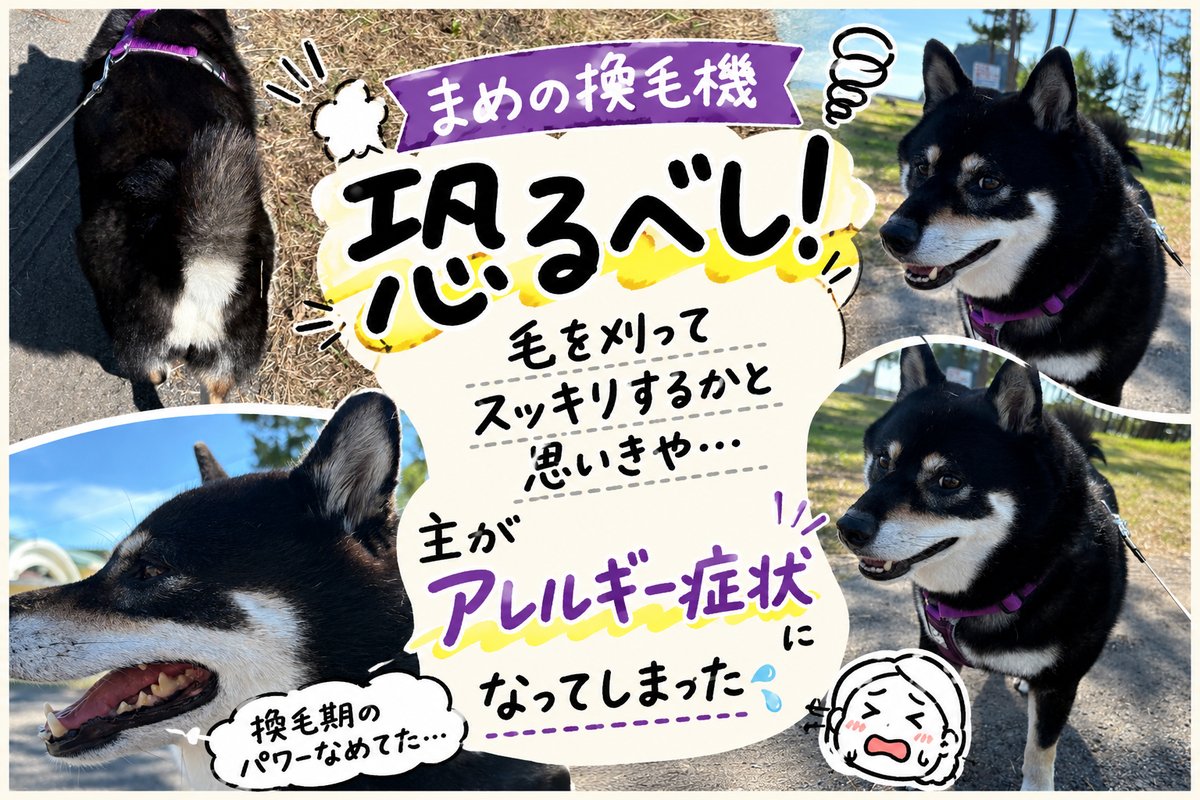 毛をとってスッキリした黒柴まめと、主がアレルギー症状になったことを伝えるアイキャッチ