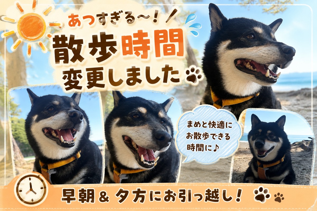 暑すぎて柴犬まめの散歩時間を早朝と夕方に変更したお知らせアイキャッチ