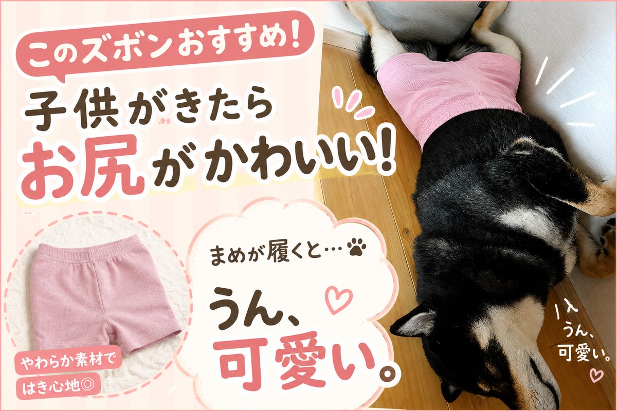 子供が履くとお尻が可愛いリブハーフパンツ。黒柴まめが履いたAI生成イメージ入りアイキャッチ