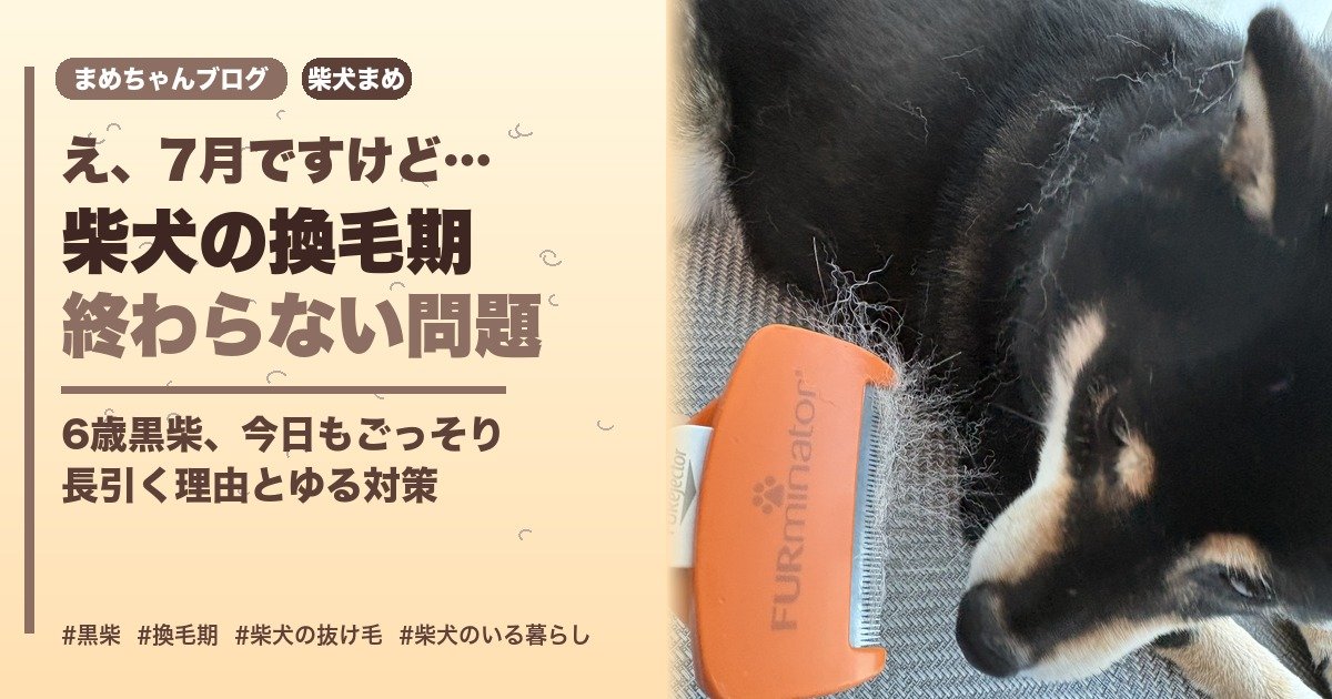 7月なのに柴犬の換毛期が終わらない問題を伝える、ファーミネーターと抜け毛と黒柴まめのアイキャッチ