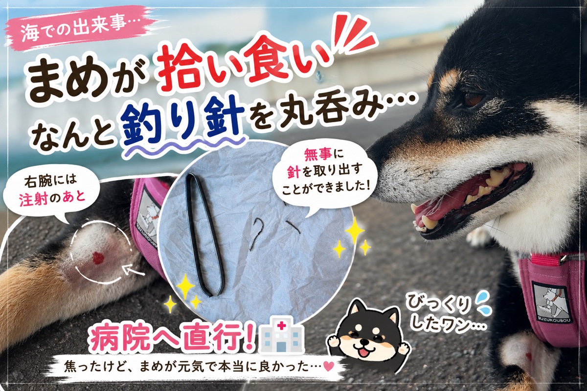 海の散歩中に拾い食いで釣り針を丸呑みした黒柴まめのアイキャッチ。病院で無事に針を取り出せた