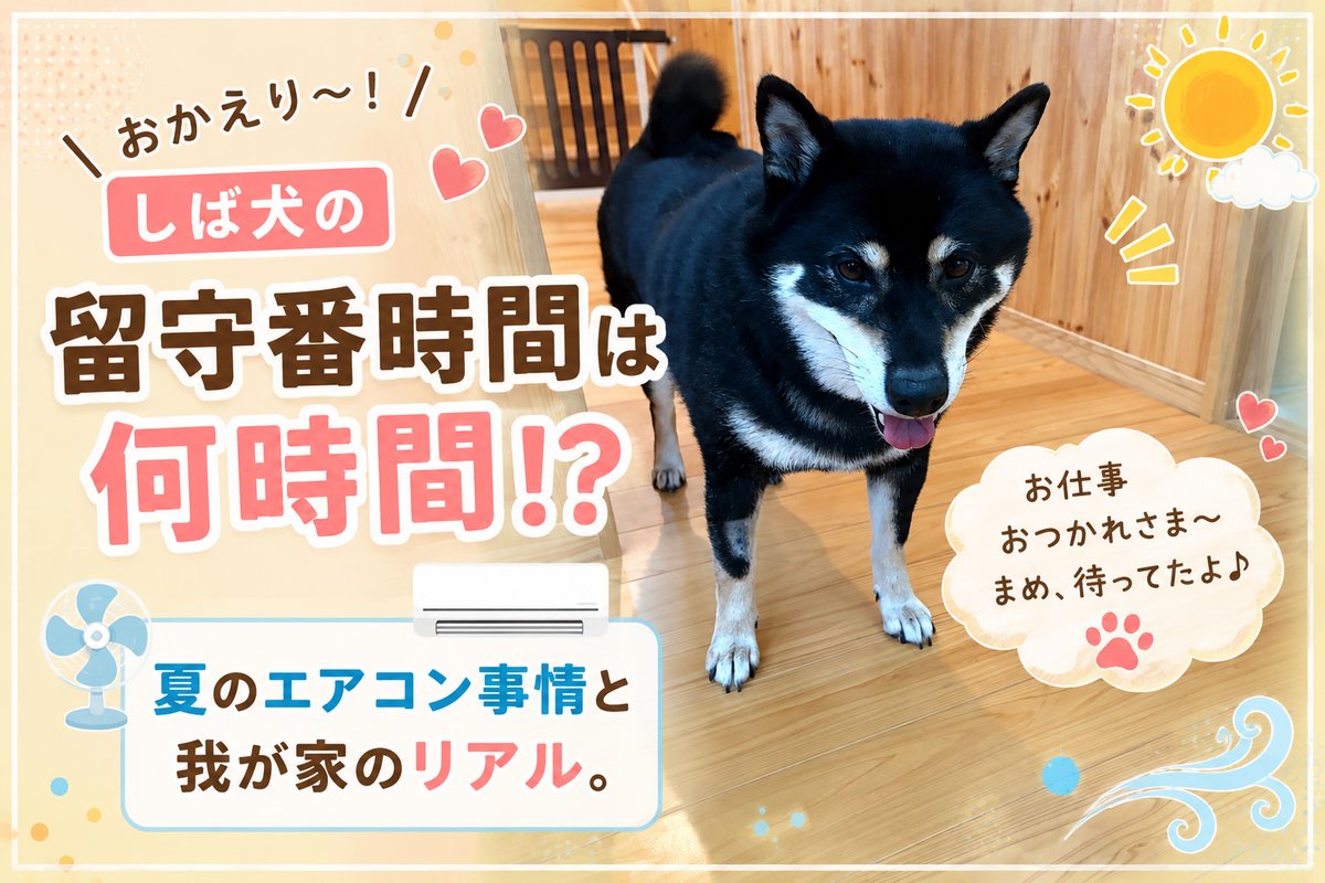 柴犬の留守番時間は何時間？夏のエアコン事情と我が家のリアルを伝える黒柴まめのアイキャッチ