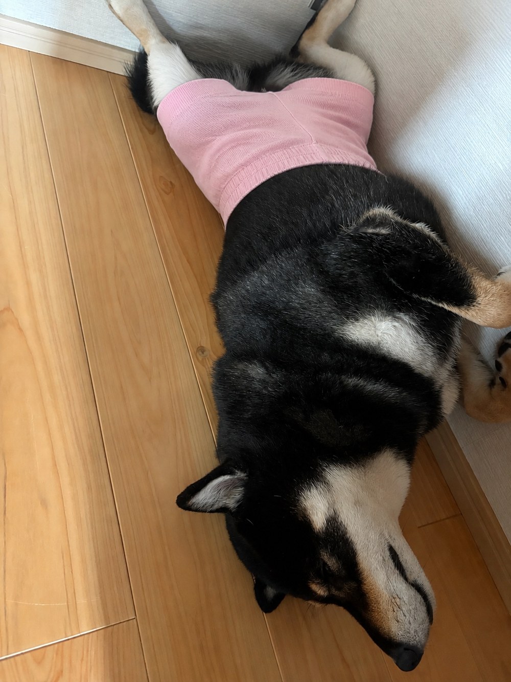 ピンクのリブハーフパンツを履いた黒柴まめのAI生成イメージ