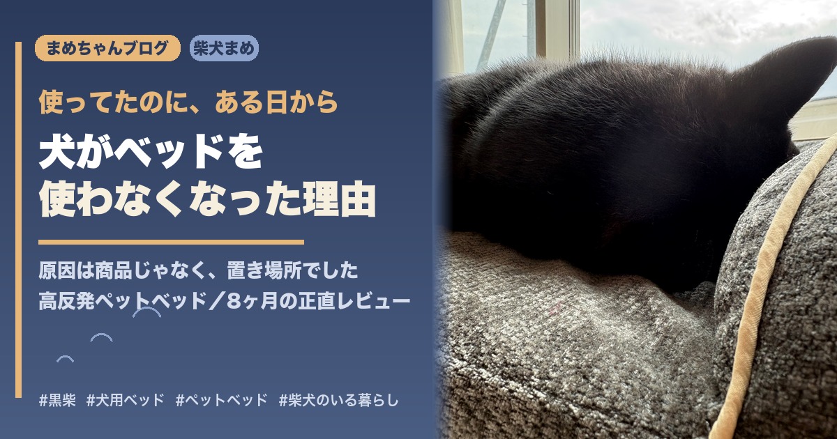 犬がベッドを使わなくなった理由を書いた記事のアイキャッチ（ベッドで寝る黒柴まめ）