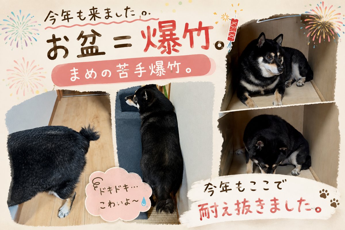 お盆の精霊流しの爆竹が苦手な黒柴まめが、避難先で耐えている様子