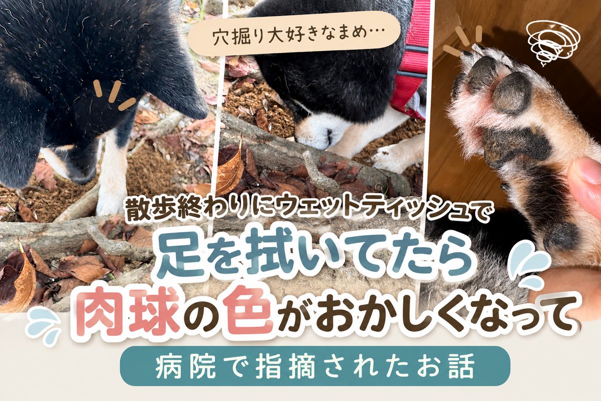 散歩終わりにウェットティッシュで足を拭いてたら肉球の色がおかしくなって病院で指摘された話。穴掘りする黒柴まめと肉球の写真