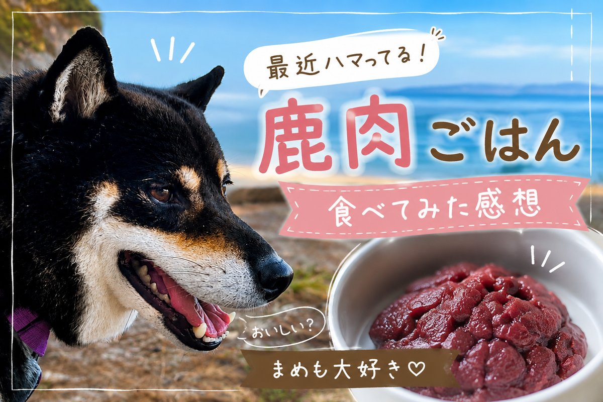 国産鹿肉の生肉ミンチと黒柴まめのアイキャッチ画像