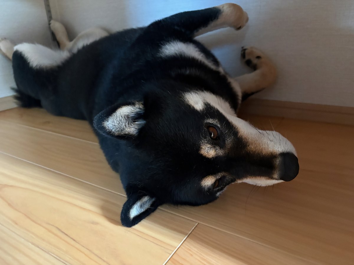 犬用ベッドを使わなくなり寝室のクローゼット前のフローリングで寝る黒柴まめ
